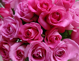 pink rose flowers