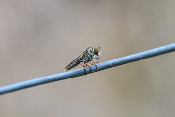 Blow fly, carrion fly, bluebottles, greenbottles, or cluster fly