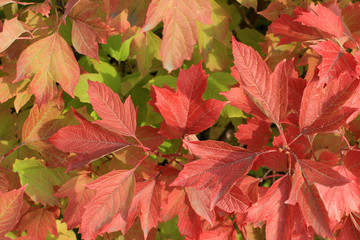 Autumn colors. Red leaves of viburnum