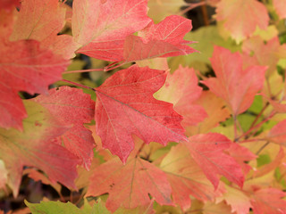 Autumn colors. Red and orange leaves of viburnum