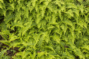 Green ferns growing in contrast against rock face