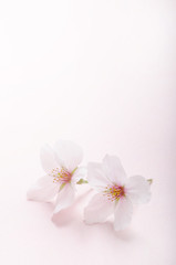 Fototapeta na wymiar 桜のイメージ