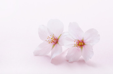 Naklejka na ściany i meble 桜のイメージ