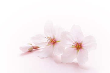 Obraz na płótnie Canvas 桜のイメージ