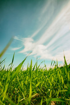 low angle view of fresh grass against blue sky with clouds. free