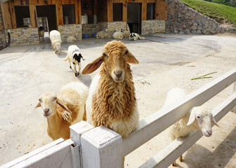 sheeps at the farm
