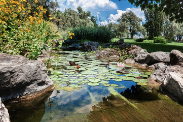 Пруд с водяными лилиями в парковом пруду
