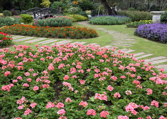 pink flowers in green grass garden