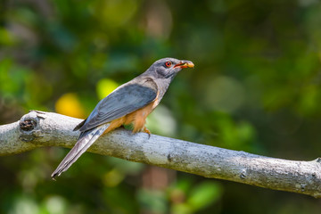 Male Plaintive Cuckoo(Cacomantis merulinus)