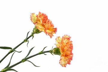 Orange carnation flower.