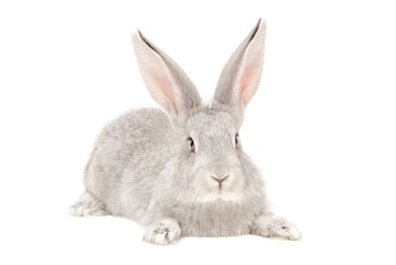 Portrait of a gray rabbit