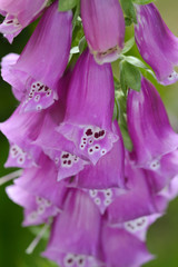 Close-up foxglove - Digitalis purpurea. © geografika