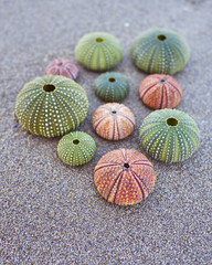 variety of colorful sea urchins on the beach