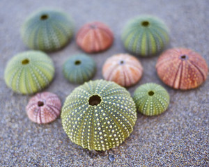 variety of colorful sea urchins on the beach