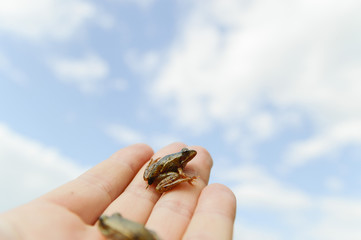 frog