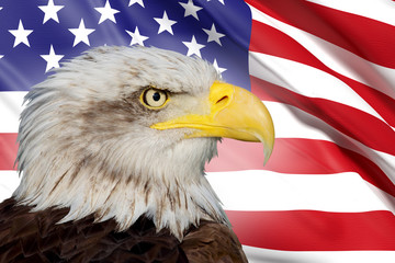 Naklejka premium a beautiful bald eagle with a background of a usa flag