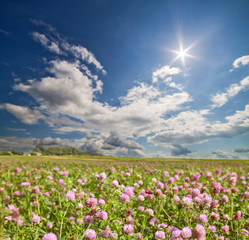 large pink clover meadow under bright sun
