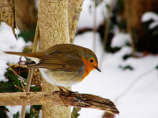 Erithacus rubecula