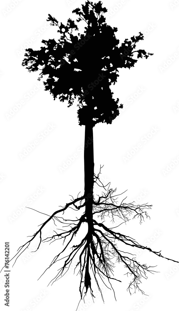 Wall mural deciduous tree with long stem and root on white