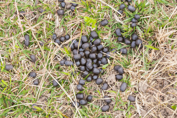 Feces of deer on the grass.