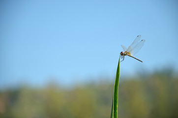dargonfly on the leaf
