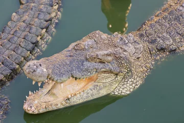 Crédence de cuisine en verre imprimé Crocodile Head of a crocodile in the water with green duckweed