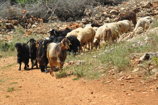 Herd Animal, Goat – d20PFSRD