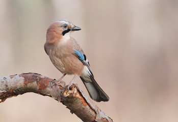 Fototapeta premium Jay bird