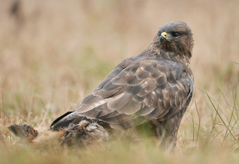 Obraz premium Common buzzard