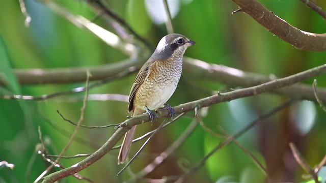 Brown shrike(Lanius cristatus) in nature