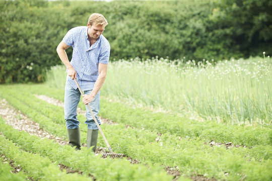 Farmer Working In Organic Farm Field Raking Carrots