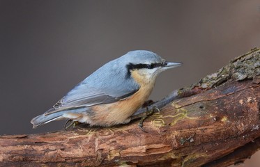 Nuthatch (Sitta europaea)