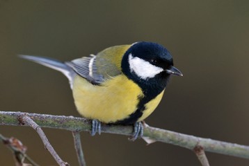 Great tit (Parus major)