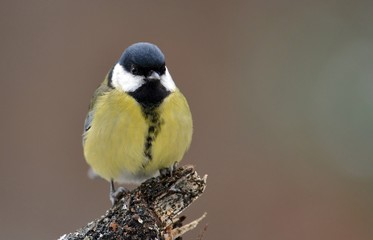 Naklejka premium Great tit (Parus major)