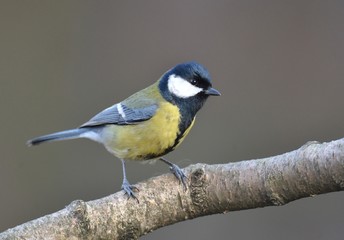 Naklejka premium Great tit (Parus major)