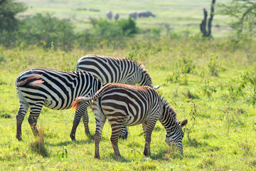 Fototapeta na wymiar Zebras in savanna