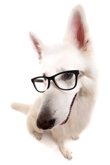 Swiss White Shepherd