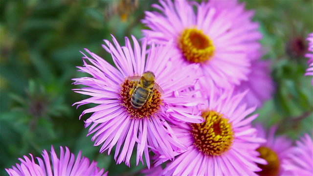 bee on a flower aster