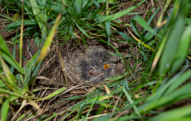 Lark nest with little birdies - 76145672