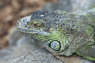 green iguana