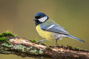Fototapeta premium Bogatka (Parus major)