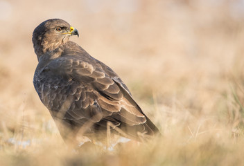 Common buzzard