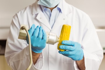 Food scientist using device on corn cob