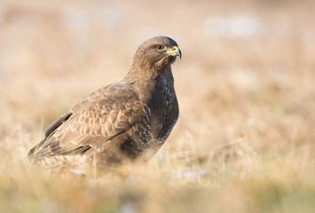 Common buzzard