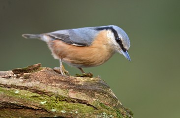 Nuthatch (Sitta europaea)