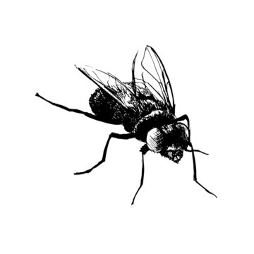 Hand drawing fly. Vector illustration