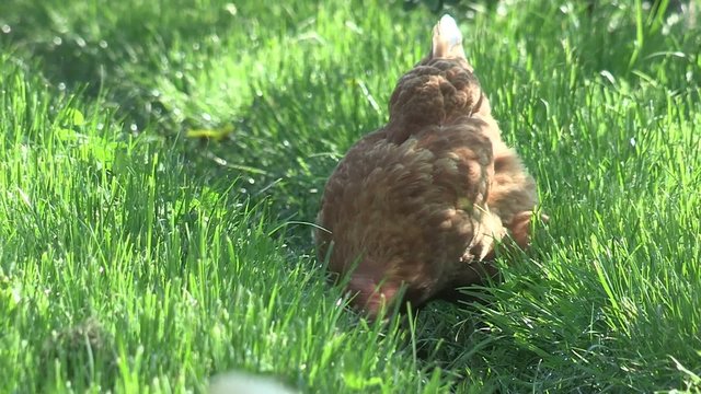 Freilaufendes Huhn auf einer Wiese