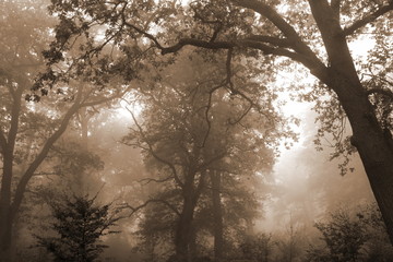 Naklejka premium Baum im Wald