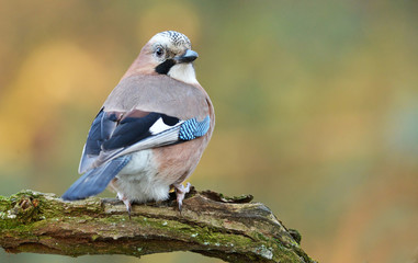 Jay bird
