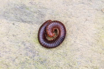 Millipede on the ground
